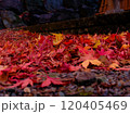 紅葉したモミジ 120405469