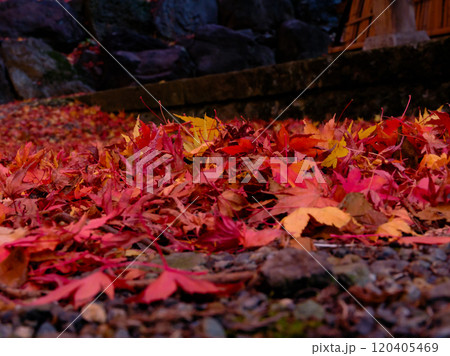 紅葉したモミジ 紅葉したモミジ 120405469
