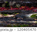 石段に落ちた紅葉 120405470