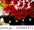鮮やかな紅葉 120405471