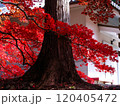 真っ赤な紅葉とお城 120405472