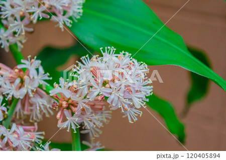 Flowers of dacaena fragrans, plant a popular indoor. Flowers of dacaena fragrans, plant a popular indoor. 120405894