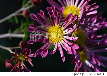 2種類のキクから突然変異でできた、花びらの形が珍しい赤紫色のキクの咲く風景 2種類のキクから突然変異でできた、花びらの形が珍しい赤紫色のキクの咲く風景 120406011