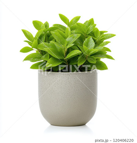 Lush green foliage in decorative pot adds fresh touch to any space. This vibrant plant enhances interior decor with its lively appearance and natural beauty 120406220