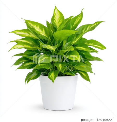 Lush green foliage of decorative potted plant in white pot, perfect for home decor and adding touch of nature to any space 120406221