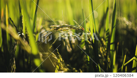 Rice fields in the evening in a rural village 120406384