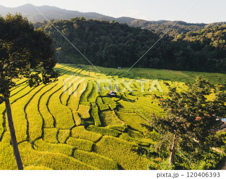 Aerial view of rice paddy field With natural evening light Aerial view of rice paddy field With natural evening light 120406393