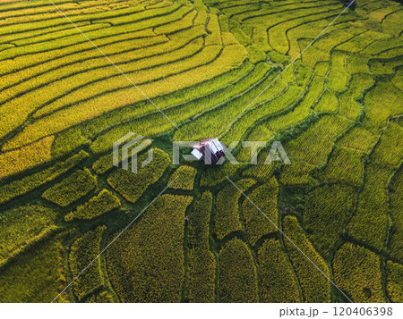 Aerial view of rice paddy field With natural evening light 120406398