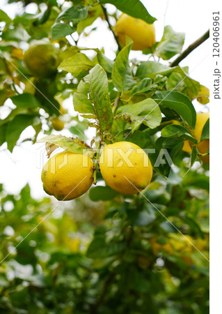 レモン 120406961