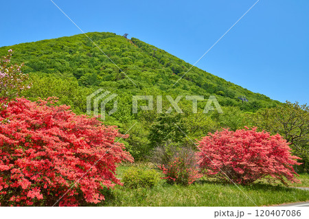 春の群馬県高崎市の榛名公園付近からツツジと榛名富士を見る 春の群馬県高崎市の榛名公園付近からツツジと榛名富士を見る 120407086