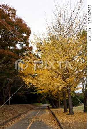 銀杏並木 120407471