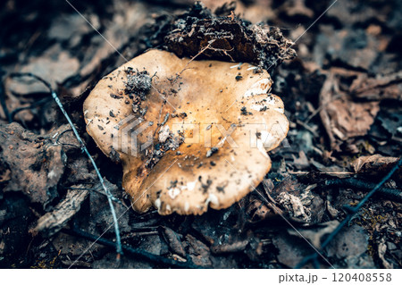 Poplar mushroom. Conditionally edible mushroom. Mushrooms of the Tricholomataceae family. Macro mushroom photography 120408558
