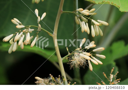 タケニグサの花 120408810