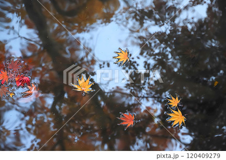 山梨:恵林寺の紅葉 120409279