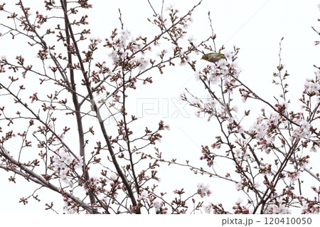 桜とメジロ 桜とメジロ 120410050