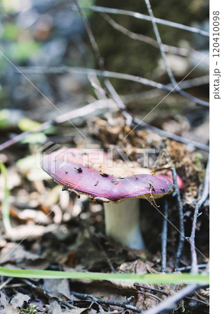 Purple russula. A genus of lamellar mushrooms of the Russulaceae family. Macro photography of mushrooms. Picking mushrooms in the forest 120410098