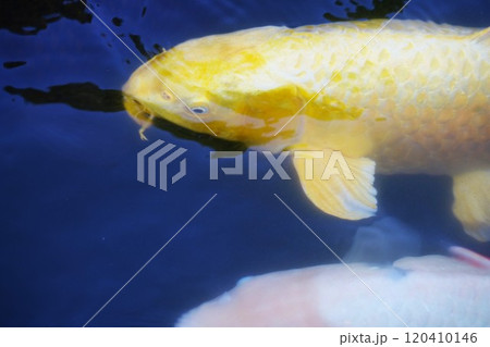 優雅に泳ぐ金色のニシキゴイ　秋の公園 120410146