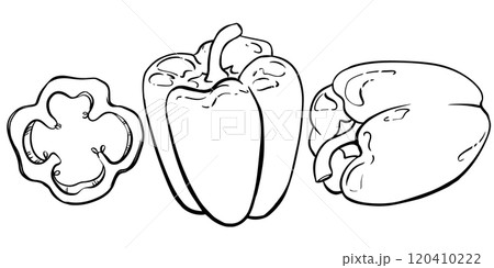 Linear sketch of paprika. Vector set of bell peppers. Black ink drawing of sweet pepper on white background. Spicy ingredient of Mexican and Indian cuisine. 120410222