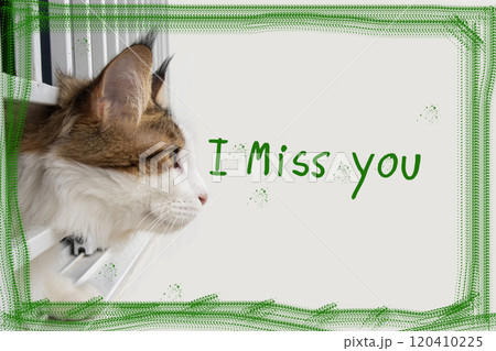 i miss you message words with cat looking on background white 120410225
