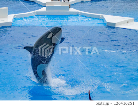 神戸須磨シーワールドのオルカパフォーマンス 120410251