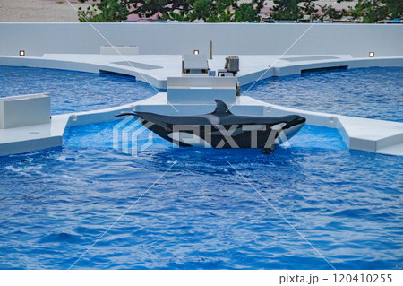 神戸須磨シーワールドのオルカパフォーマンス 神戸須磨シーワールドのオルカパフォーマンス 120410255