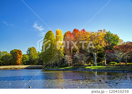 つくば市の洞峰公園の風景 つくば市の洞峰公園の風景 120410259