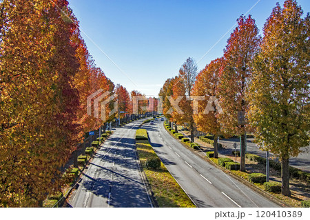 つくば市の国道408号線の紅葉したモミジバフウ つくば市の国道408号線の紅葉したモミジバフウ 120410389