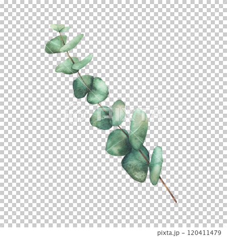 Eucalyptus Greenery Watercolor clipart. Plant branch with green Leaves hand drawn botanical illustration for wedding invitation, floral greeting card, natural festive design isolated from background Eucalyptus Greenery Watercolor clipart. Plant branch with green Leaves hand drawn botanical illustration for wedding invitation, floral greeting card, natural festive design isolated from background 120411479