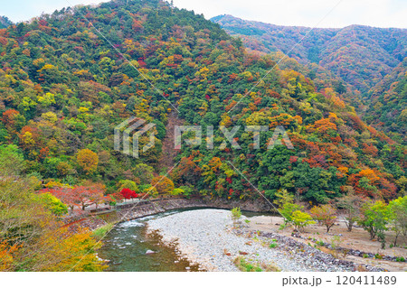 道志川、両国橋の紅葉 120411489
