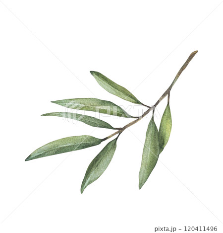 Olive tree branch, fruitless with green leaves. Watercolor botanical floral clipart. Hand drawn greenery foliage realistic illustration for greeting, invitation, religion card Isolated from background Olive tree branch, fruitless with green leaves. Watercolor botanical floral clipart. Hand drawn greenery foliage realistic illustration for greeting, invitation, religion card Isolated from background 120411496