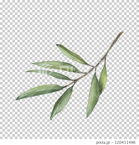 Olive tree branch, fruitless with green leaves. Watercolor botanical floral clipart. Hand drawn greenery foliage realistic illustration for greeting, invitation, religion card Isolated from background Olive tree branch, fruitless with green leaves. Watercolor botanical floral clipart. Hand drawn greenery foliage realistic illustration for greeting, invitation, religion card Isolated from background 120411496