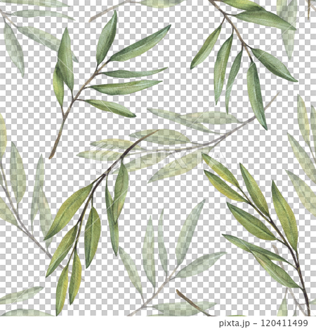 Watercolor Olive tree branch, fruitless with green leaves seamless pattern. Botanical floral clipart. Hand drawn greenery foliage realistic illustration wallpaper, fabric Isolated from background Watercolor Olive tree branch, fruitless with green leaves seamless pattern. Botanical floral clipart. Hand drawn greenery foliage realistic illustration wallpaper, fabric Isolated from background 120411499