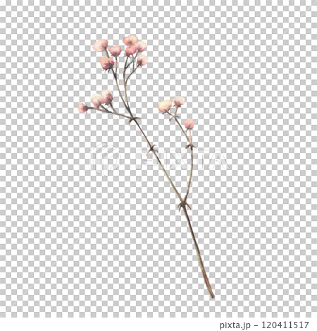 Gypsophila flower watercolor illustration. Elegant floral botanical hand drawn clipart. Beige pink pastel coloured dry small flowers twig, herbs for wedding, greeting card isolated from background. 120411517