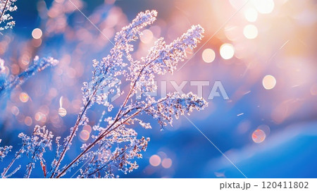 Winter Snowstorm in a Quiet Snowy Forest 120411802