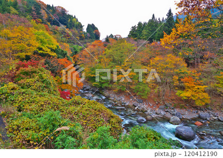 道志川、水源の森の紅葉 120412190