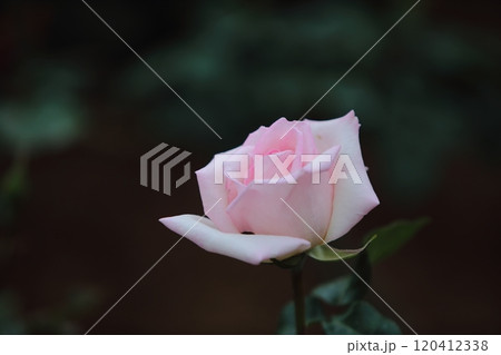 荒尾市 おもやい市民花壇 バラの花、 荒尾市 おもやい市民花壇 バラの花、 120412338