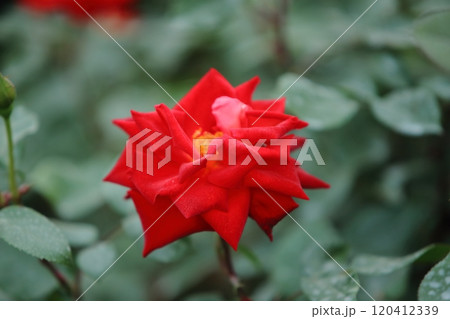 荒尾市　おもやい市民花壇　バラの花、 120412339