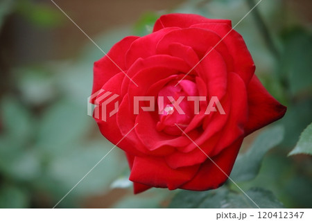 荒尾市　おもやい市民花壇　バラの花、 120412347