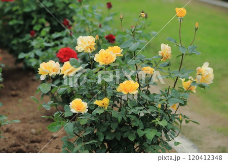 荒尾市　おもやい市民花壇　バラの花、 120412348