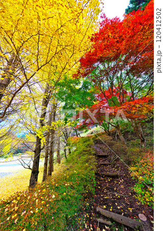 道志川、水源の森の紅葉 120412502