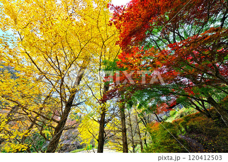 道志川、水源の森の紅葉 120412503