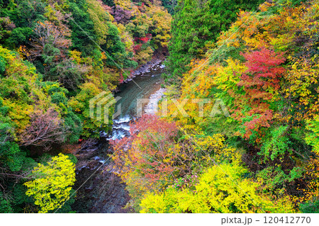 道志川、久保つりばしの紅葉 120412770