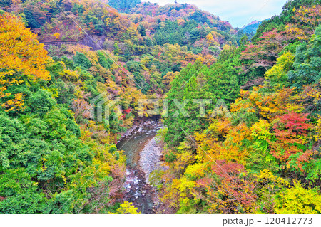 道志川、久保つりばしの紅葉 120412773