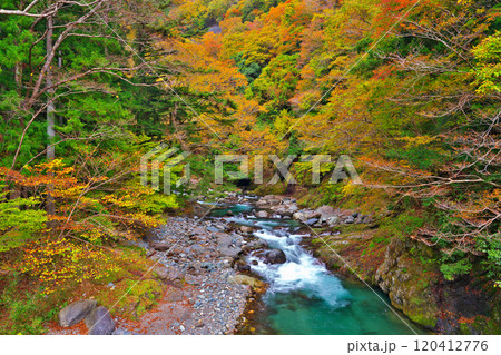 道志川、紅椿の湯付近の紅葉 120412776