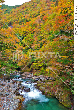 道志川、紅椿の湯付近の紅葉 120412778