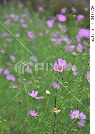 秋の野原に咲くピンクのコスモスの花 120412780