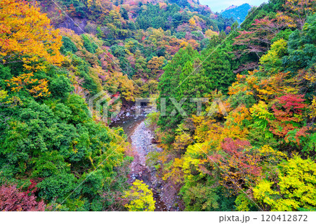 道志川、久保つりばしの紅葉 120412872