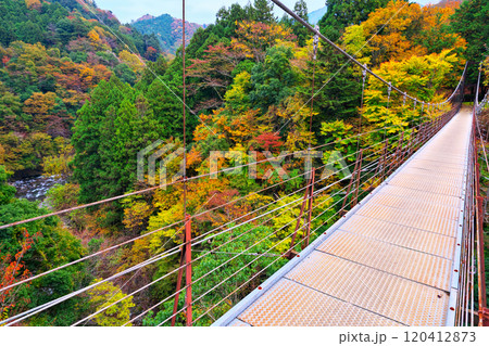 道志川、久保つりばしの紅葉 120412873