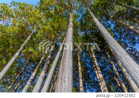 古峰神社のヒノキ林 120412882