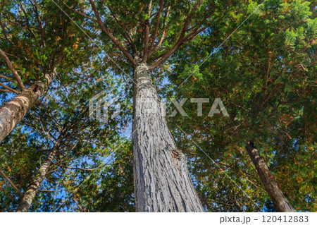 古峰神社のヒノキ林 120412883